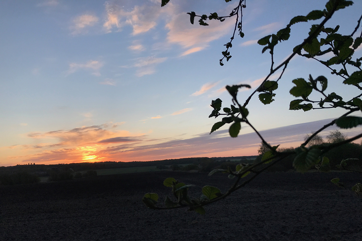 morgensol